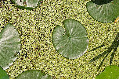 《艾尔登法环》新艺术图公布 恐怖领主挡路