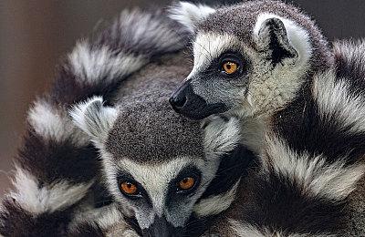 业内人士称《血源》重制版在制作中 将在PS6上推出